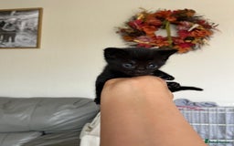 Bengal cats for sale: Adorable Kittens Looking for Their Forever Homes!  - Image 5