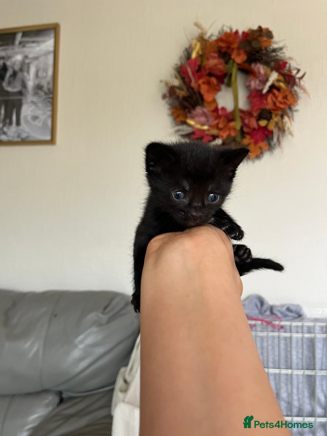 Bengal cats for sale: Adorable Kittens Looking for Their Forever Homes!  - Image 5