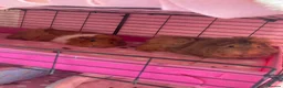 Guinea Pig rodents for sale: Two female abyssinian guinea pigs  in King's Lynn - Advert 4