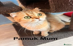 Scottish Fold cats for sale: Pedigree Scottish Fold & Straight kittens  - Image 9