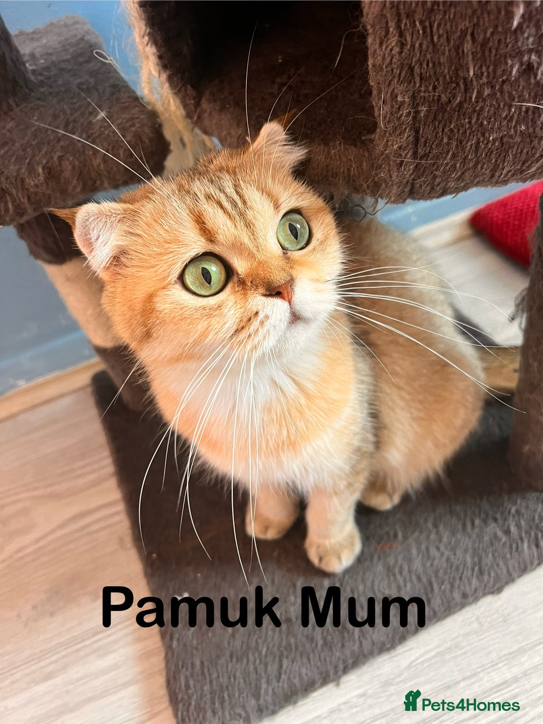 Scottish Fold cats for sale: Pedigree Scottish Fold & Straight kittens  - Image 9