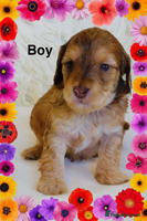 Cockapoo dogs DNA TESTED Last 2 boys READY NOW ❤️ - Advert 11