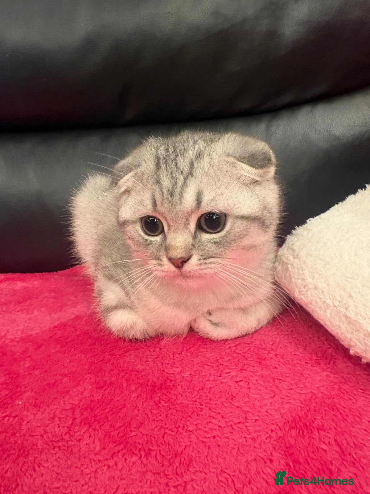 Scottish Fold cats Scottish Fold x Pedigree British Shorthair Kittens - Advert 14