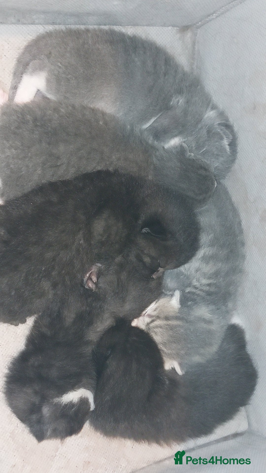 British Shorthair cats Six British short-haired mixed breed - Advert 16