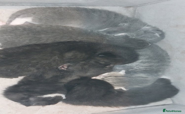 British Shorthair cats Six British short-haired mixed breed - Advert 3