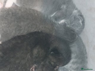 British Shorthair cats Six British short-haired mixed breed - Advert 3