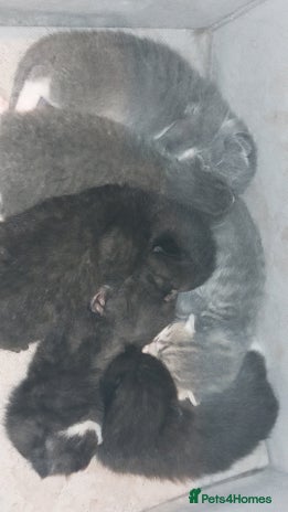 British Shorthair cats Six British short-haired mixed breed - Advert 1