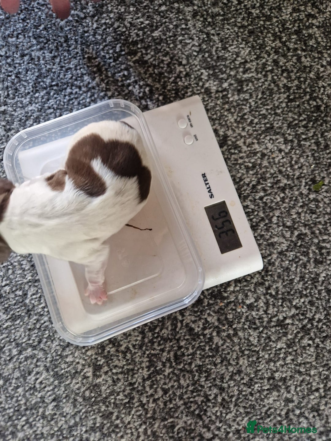 Sprocker dogs for sale: Spaniel Puppies  - Image 3