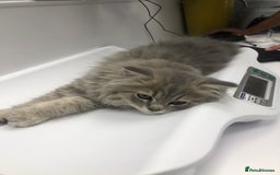 British Longhair cats for sale: Kitten for sale - Image 1