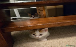Mixed Breed cats for sale: 3 beautiful playful kittens ready for rehome - Image 12