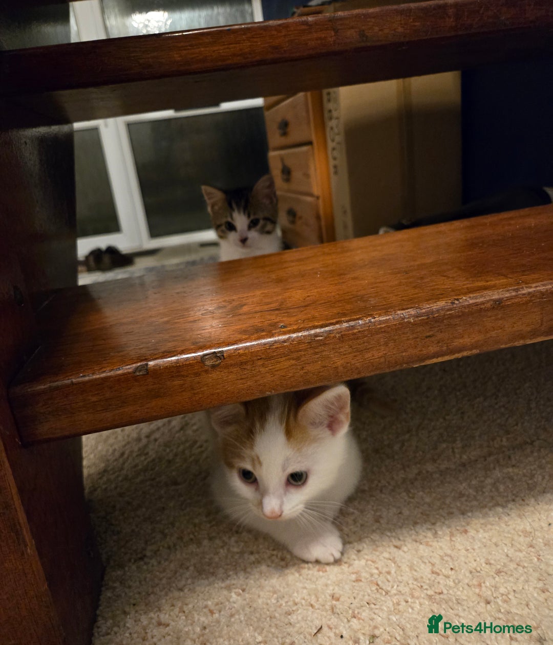 Mixed Breed cats for sale: 3 beautiful playful kittens ready for rehome - Image 12