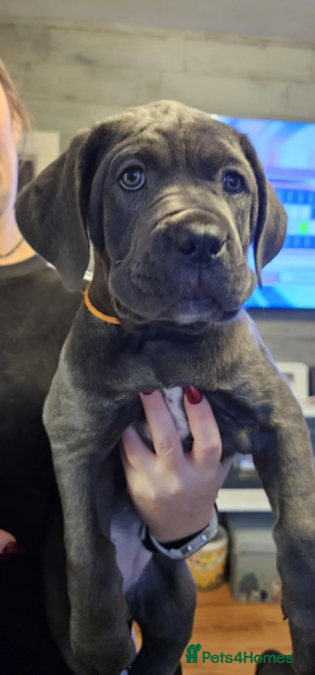 Cane Corso dogs for sale: Purebreed Cane Corso  - Advert 3