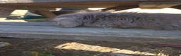 Mini Lion Lop rabbits for sale: Mini lion lops - Advert 5
