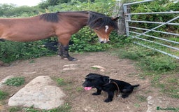 Welsh Section C horses for sale: 5 year old gelding looking for a new home - Advert 3