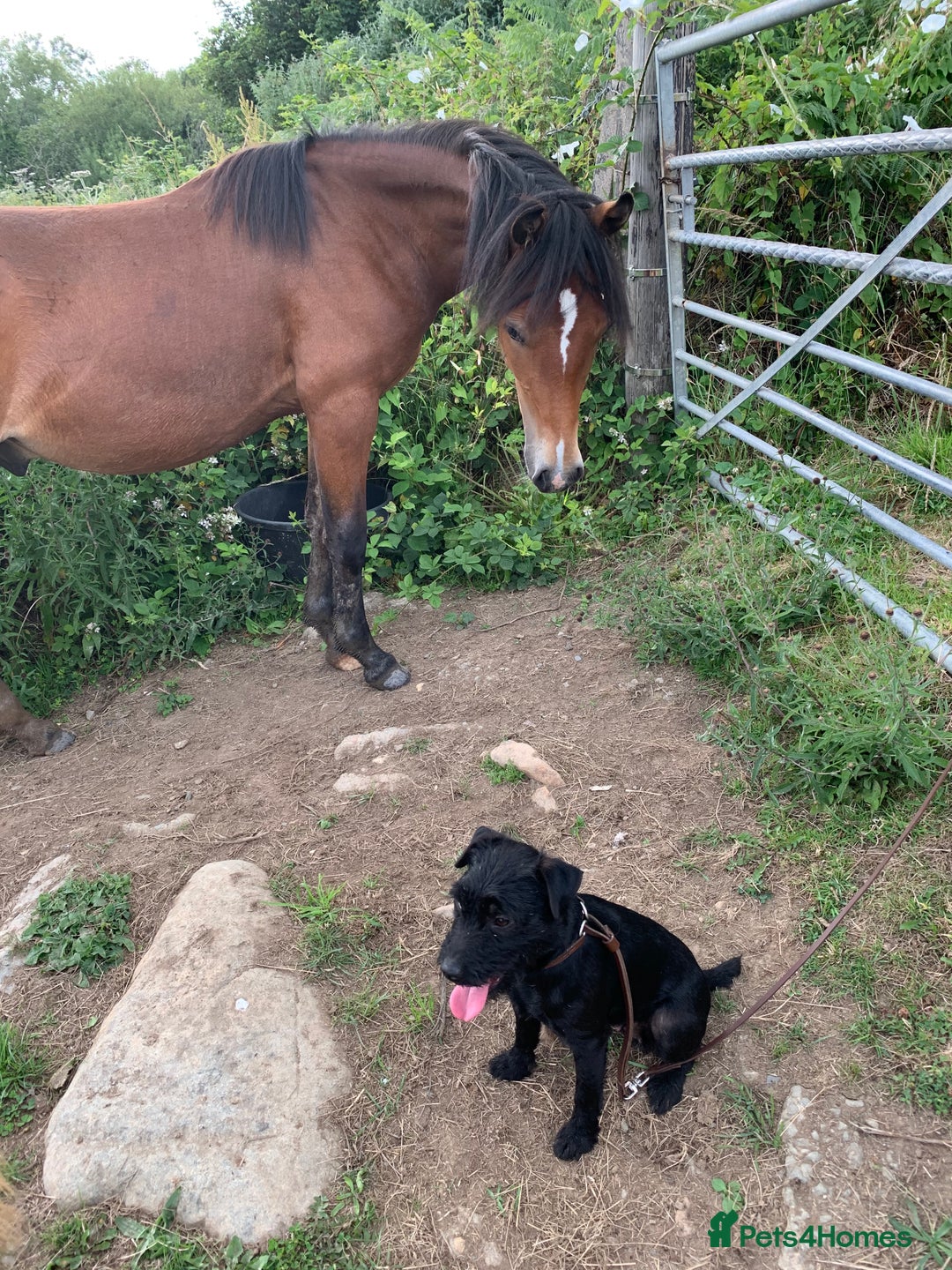 Welsh Section C horses for sale: 5 year old gelding looking for a new home - Advert 3