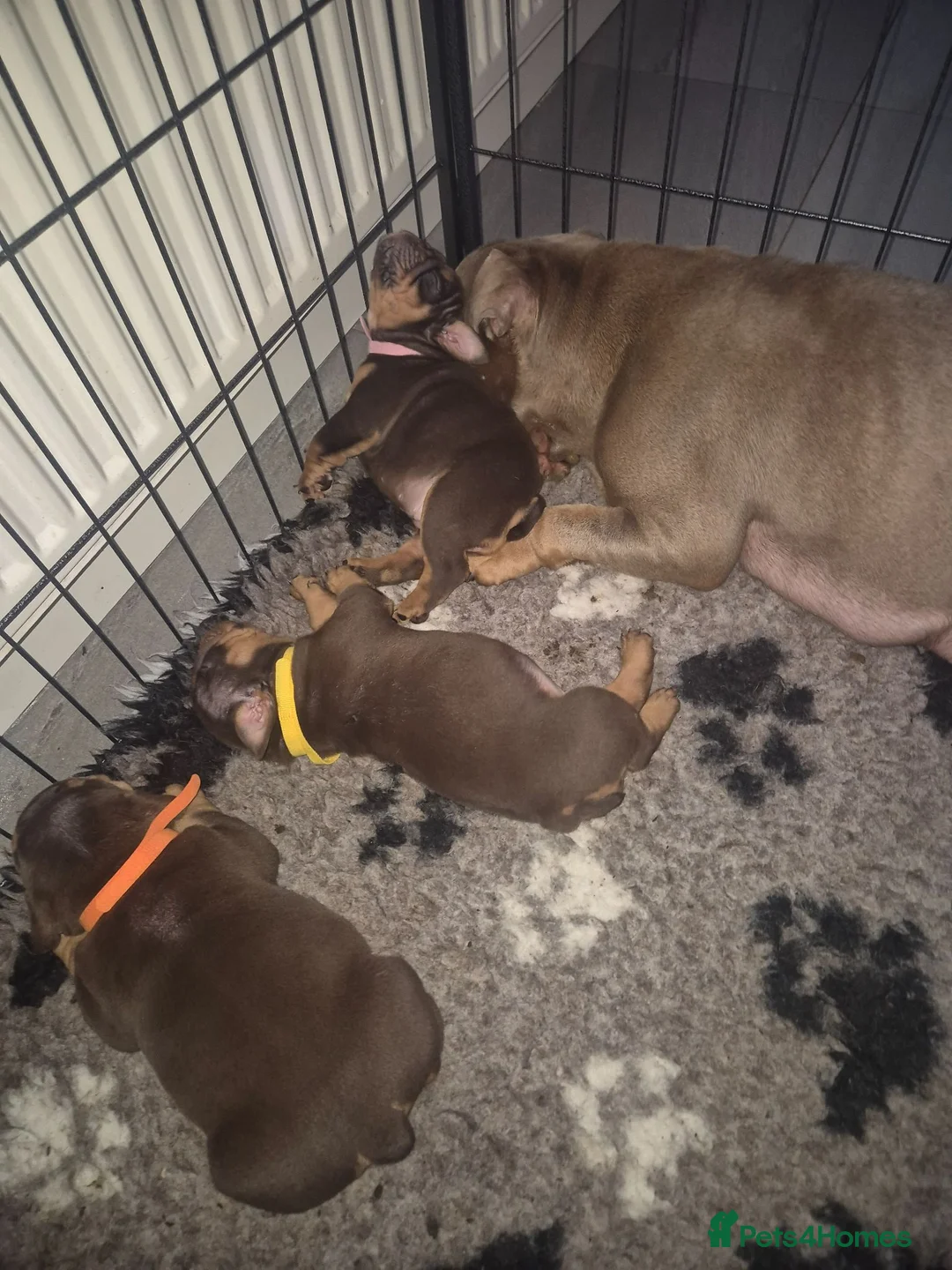 English Bulldog dogs for sale: KC ENGLISH BULLDOG PUPS  - Advert 2