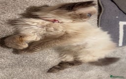 Persian cats for sale: Persian cat - Image 2