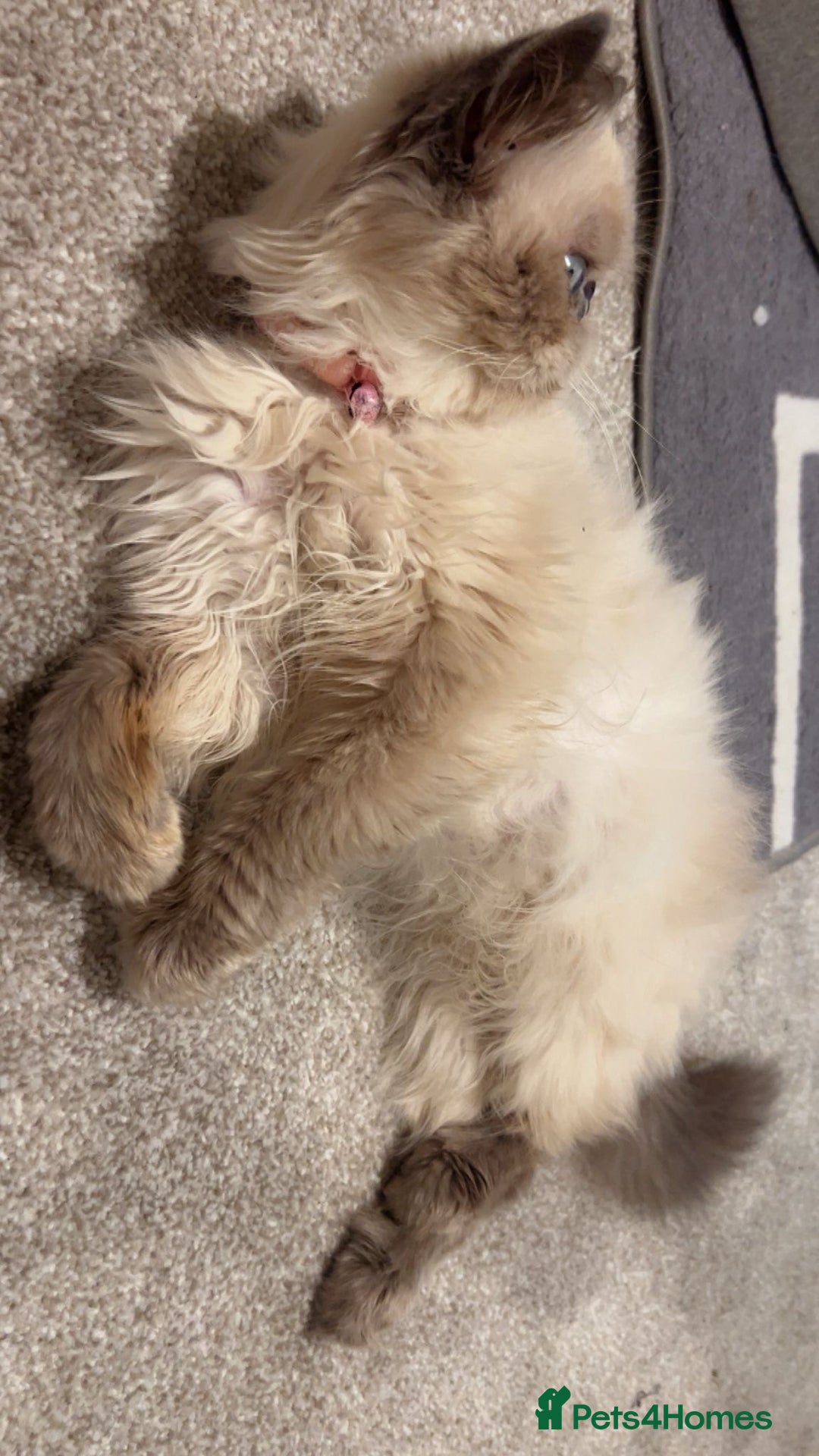 Persian cats for sale: Persian cat - Image 2