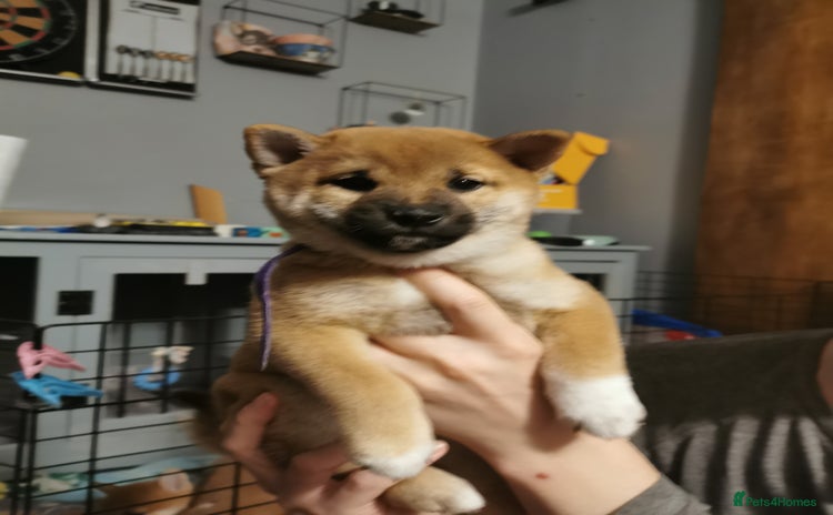Japanese Shiba Inu dogs - Advert 2