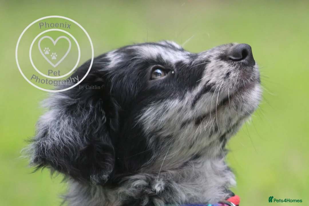 Mixed Breed dogs for sale: ☀️🌙Waiting list open🌙☀️ - Advert 26