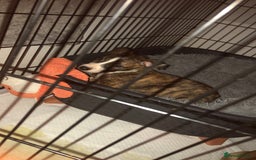 Mixed Breed dogs for sale: Lurcher/greyhound puppies - Image 3