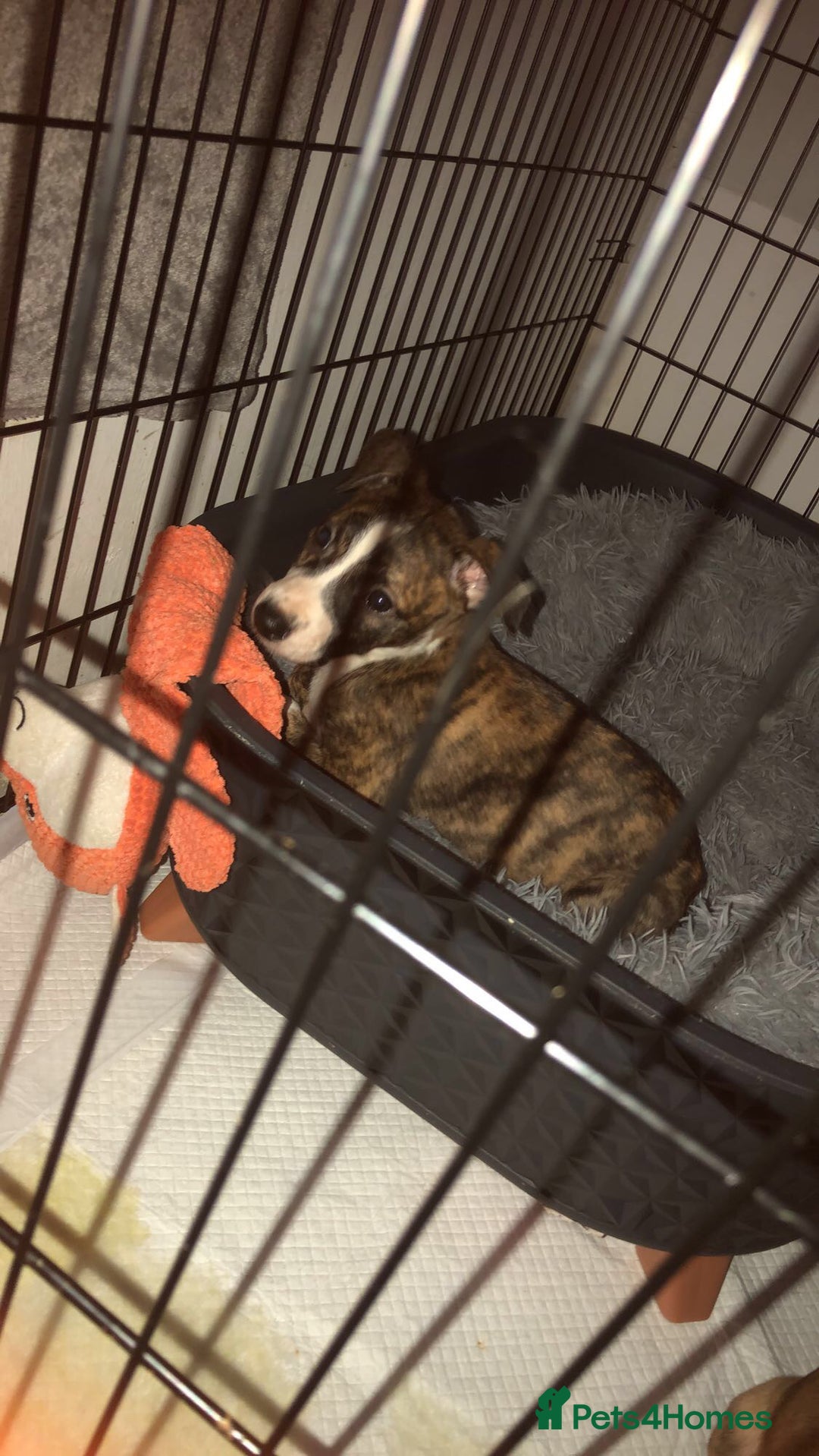 Mixed Breed dogs for sale: Lurcher/greyhound puppies - Image 3