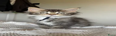 Tabby female £650