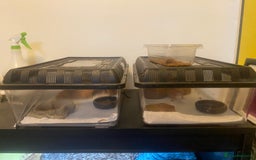 Leopard Gecko reptiles for sale: LEOPARD GECKOS + SETUP - Image 1
