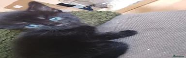 Black 2