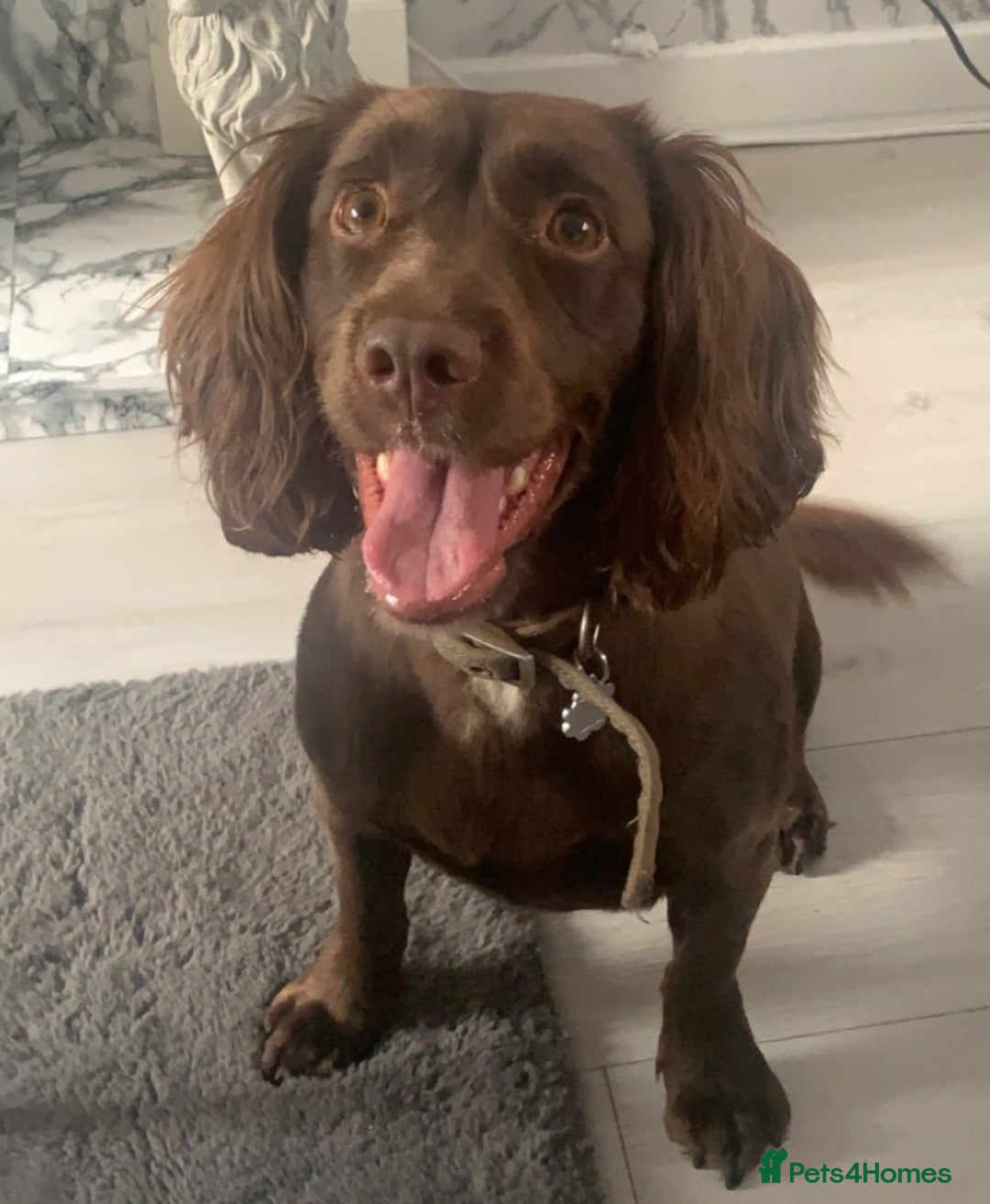 Sprocker dogs for sale: Sprocker puppies  - Image 7