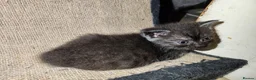 British Shorthair cats for sale: Brithish shorthair kittens  - Advert 8