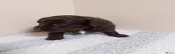 Cocker Spaniel dogs for sale: Cocker spaniel pups  in Colchester - Advert 10