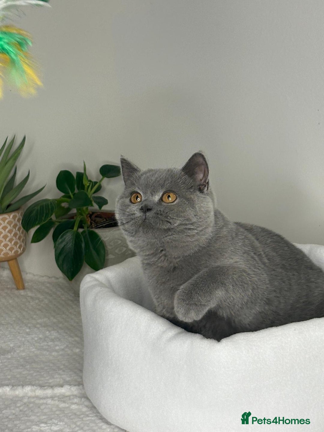 British Shorthair cats for sale: Blue British shorthair Female 7 months  - Advert 2