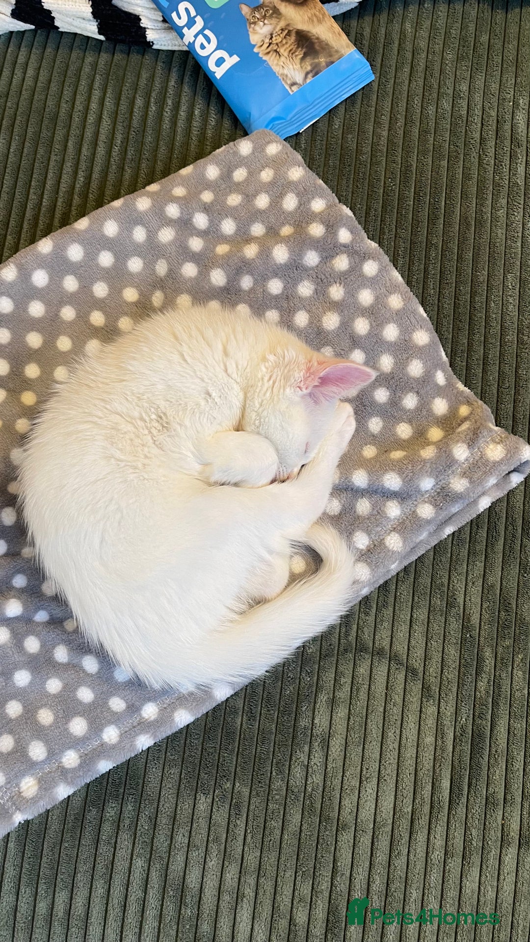 Mixed Breed cats for sale: 1 Gorgeous girl available  - Advert 4