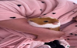 Guinea Pig rodents for sale: 2 gorgeous female guinea pigs  - Advert 6