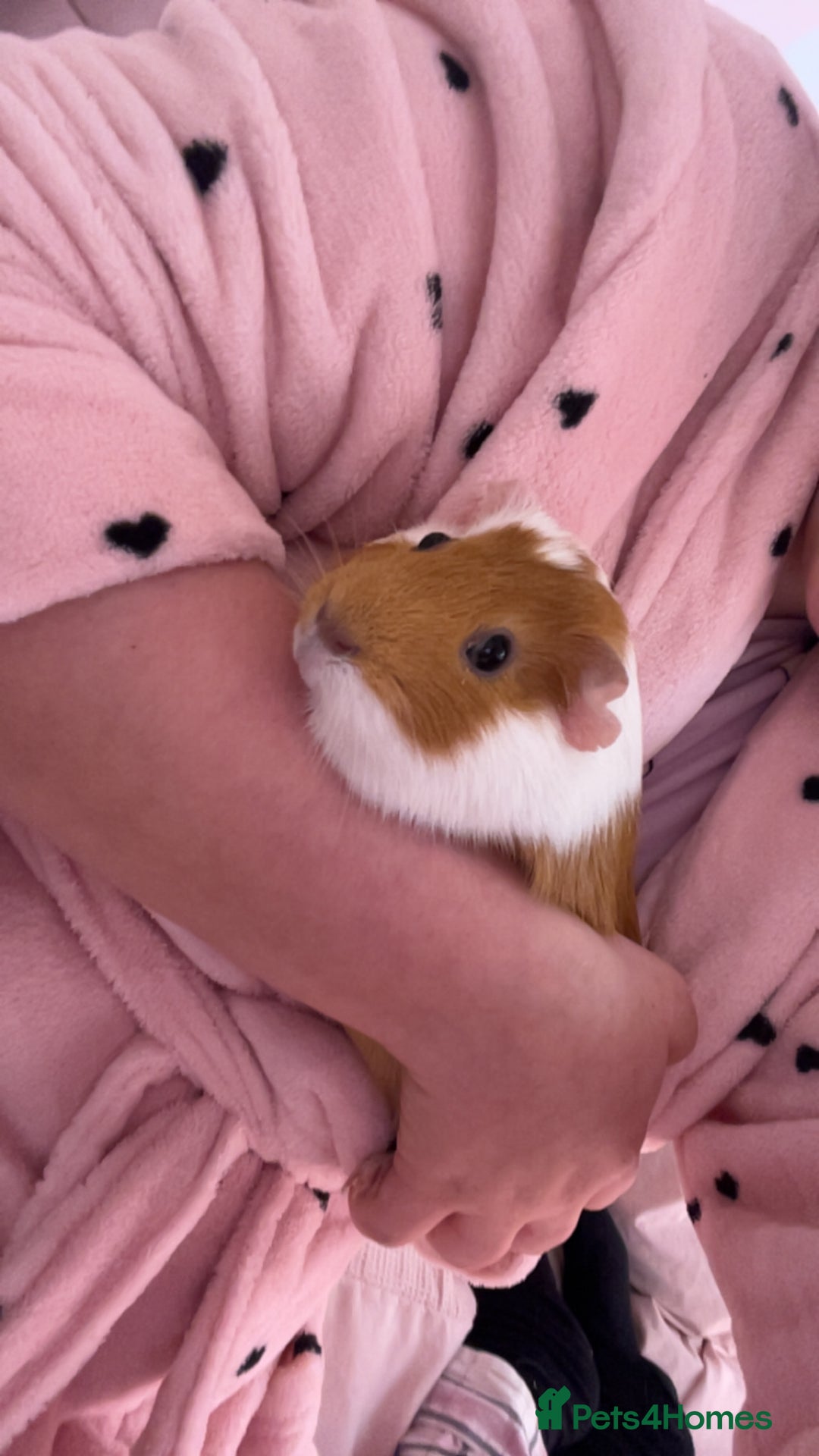 Guinea Pig rodents for sale: 2 gorgeous female guinea pigs  - Advert 6