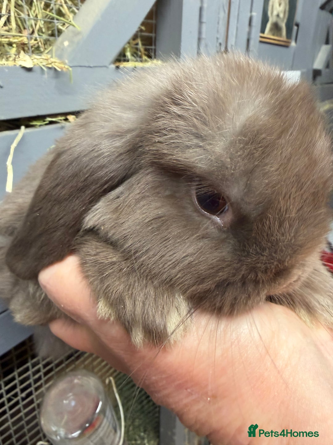Mini Lop rabbits for sale: Stunning Mini lops vaccinated for sale. All bucks  - Advert 2