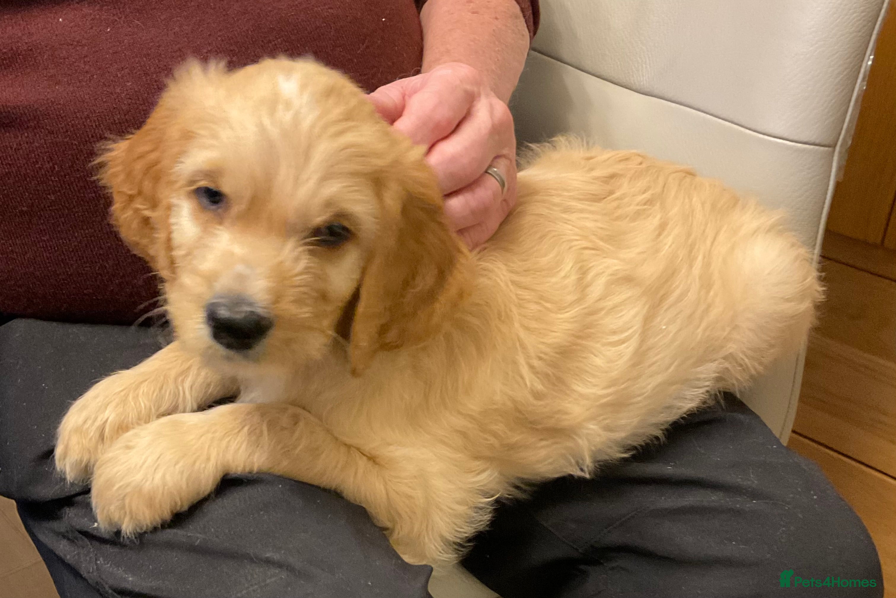 Mixed Breed dogs Beautiful Goldendoodle/Spangold Retriever Puppies - Advert 3