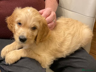 Mixed Breed dogs Beautiful Goldendoodle/Spangold Retriever Puppies - Advert 3