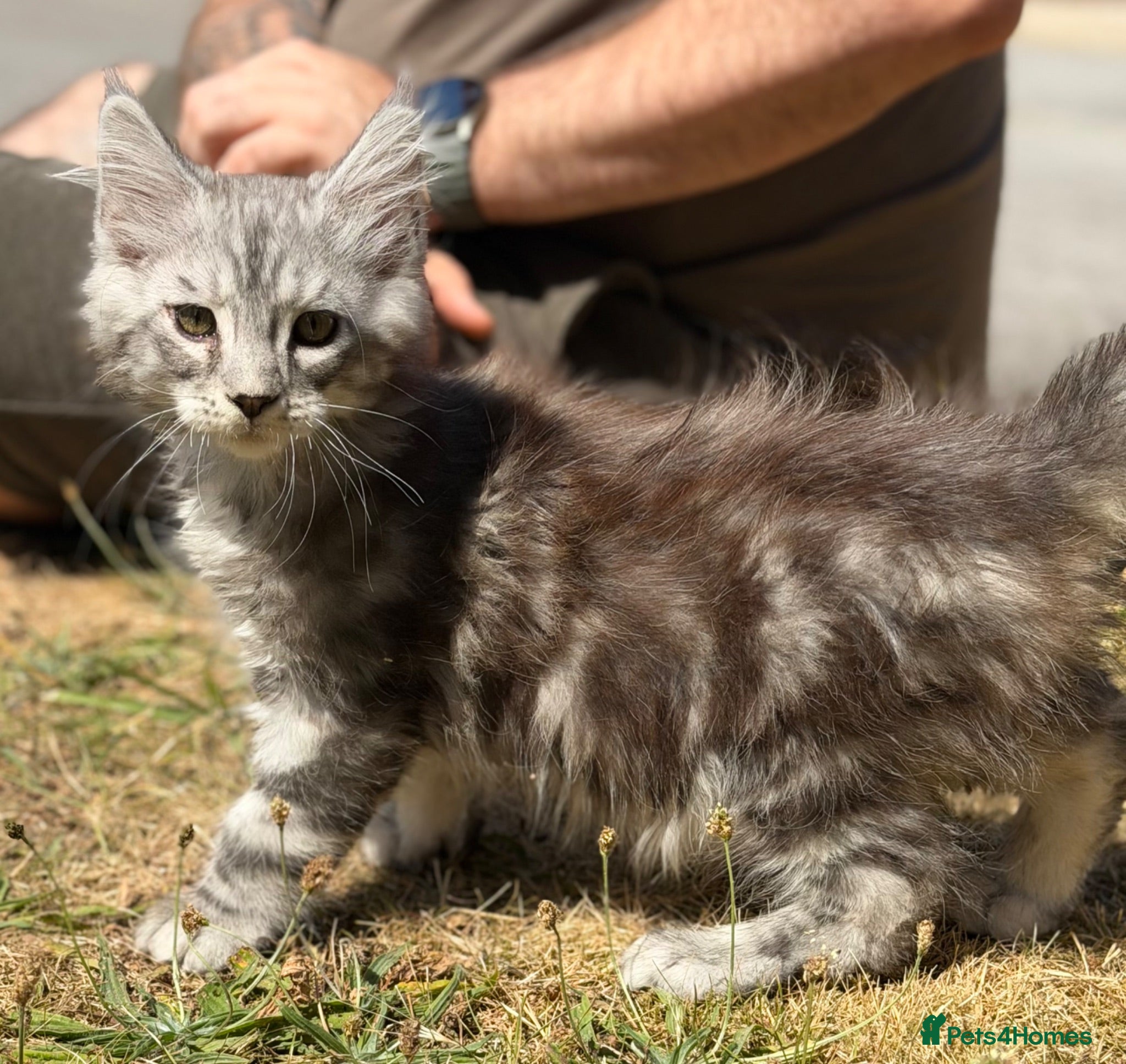 Maine Coon cats TICA reg mainecoon kittens - Advert 1