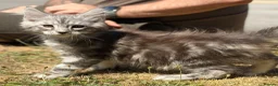 Maine Coon cats for sale: TICA reg mainecoon kittens - Advert 3