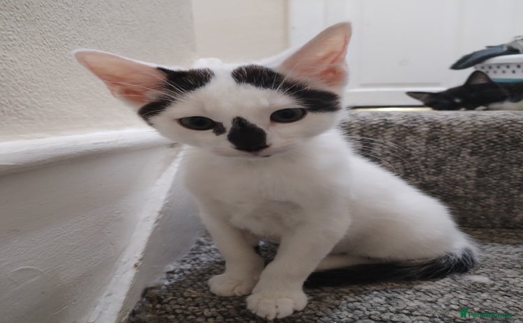 European cats - Advert 1