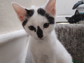 European cats - Advert 8