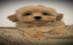 Toy Poodle dogs for sale: 🌟 Stunning Champagne Asian Toy Poodle Boy🌟 - Advert 14
