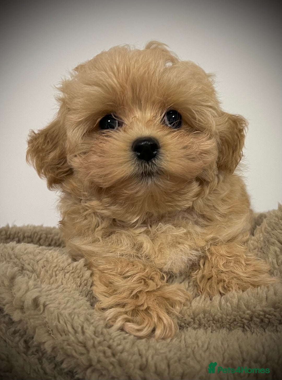 Toy Poodle dogs for sale: 🌟 Stunning Champagne Asian Toy Poodle Boy🌟 - Advert 14