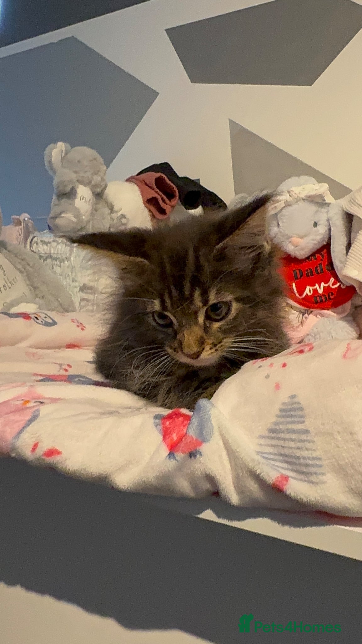 Maine Coon cats for sale: 4 full Maine Coon for sale  - Advert 10