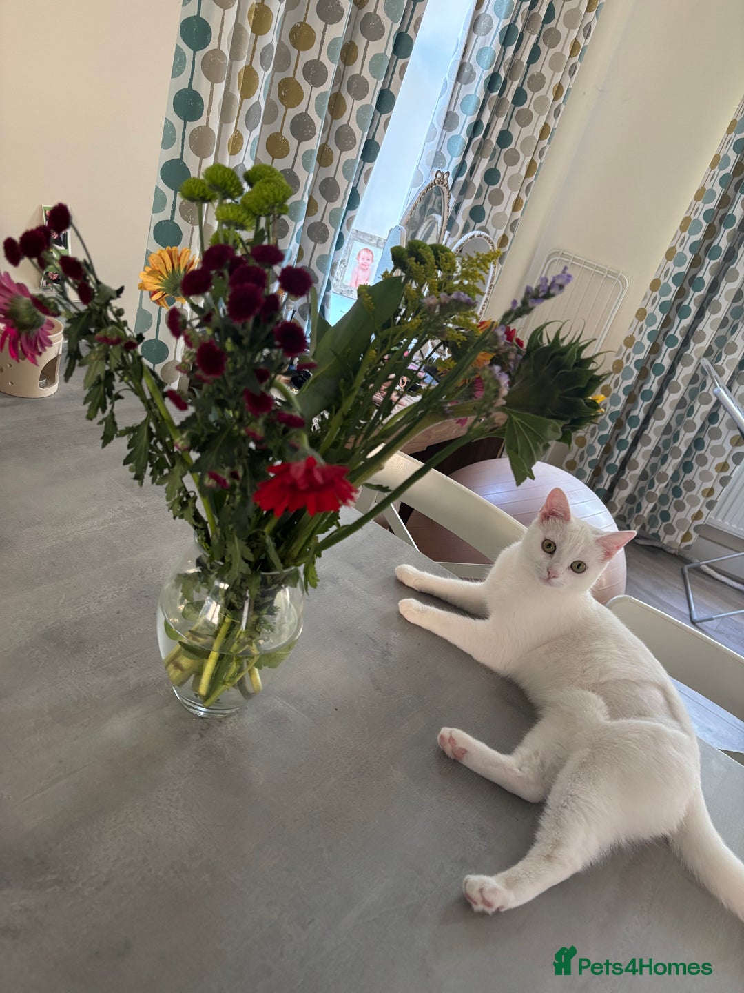 Mixed Breed cats for sale: Lovely Indoor cat looking for a loving new home - Advert 4