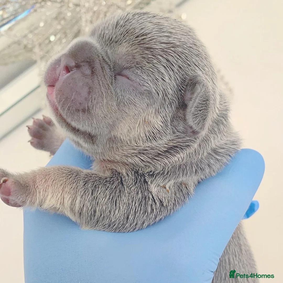 French Bulldog dogs for stud: BEAUTIFUL LILAC AND TAN FRENCH BULLDOG in Sunderland - Advert 34