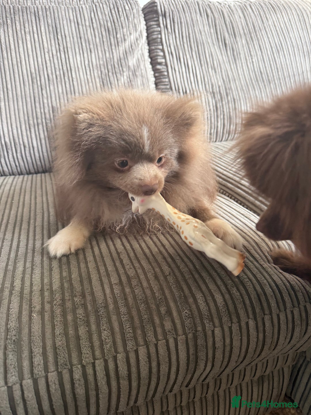 Pomeranian dogs for sale: 2x 1 year old Pomeranian boys.  - Image 4