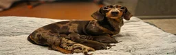 Miniature Dachshund dogs for sale: 2 Gorgeous Miniature Dachshund puppies- PRA clear - Advert 1
